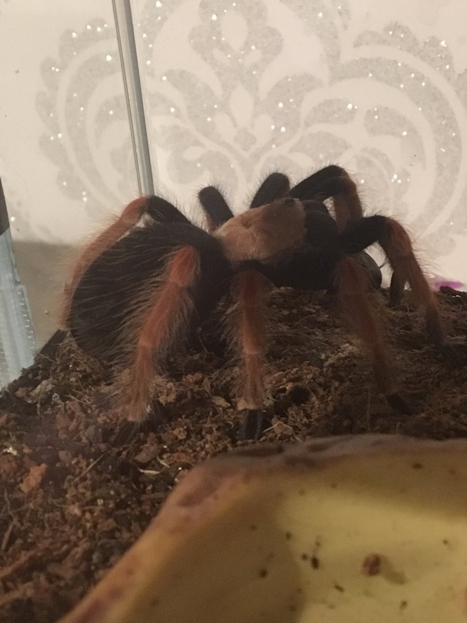 B.Boehmei