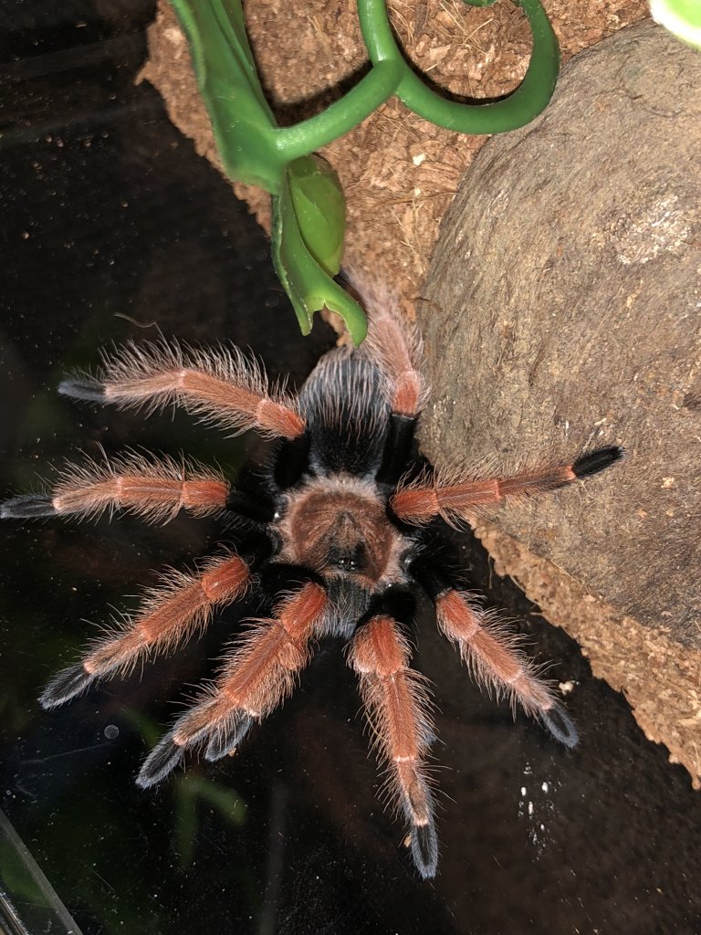 B Boehmei