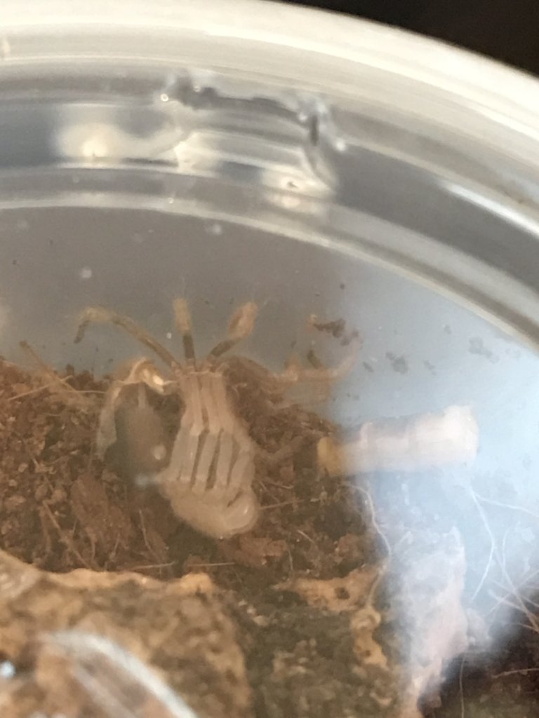 B. boehmei