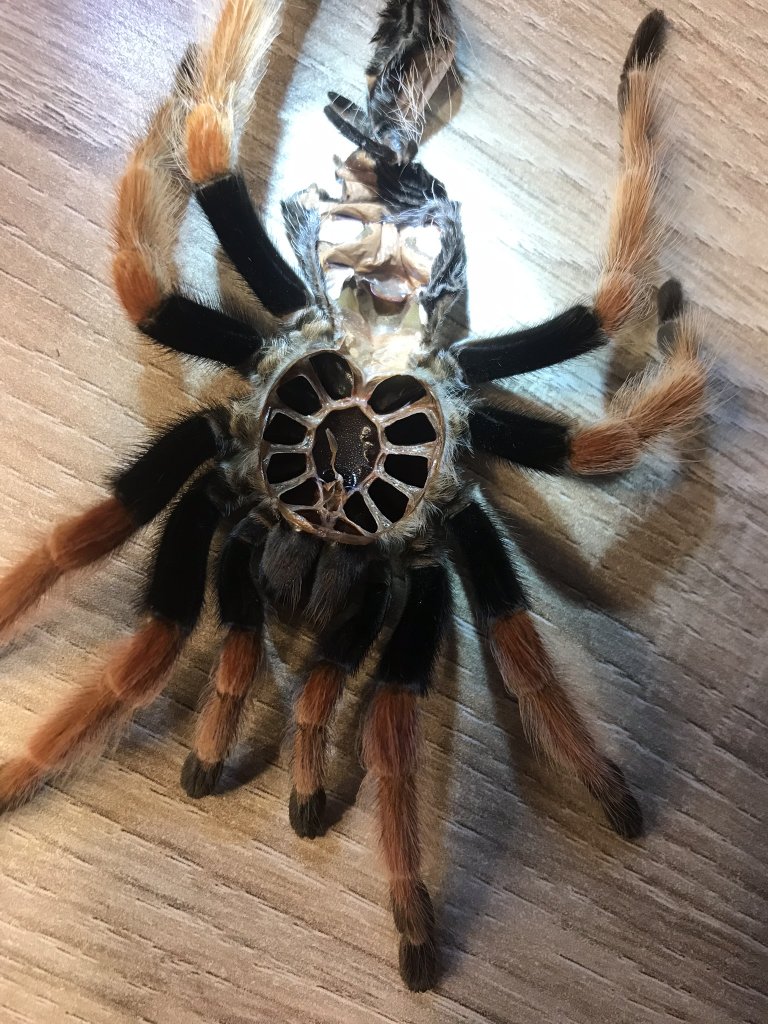 B. boehmei