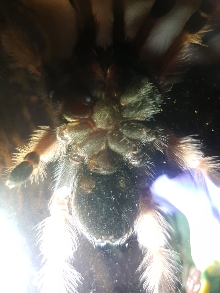 B.boehmei