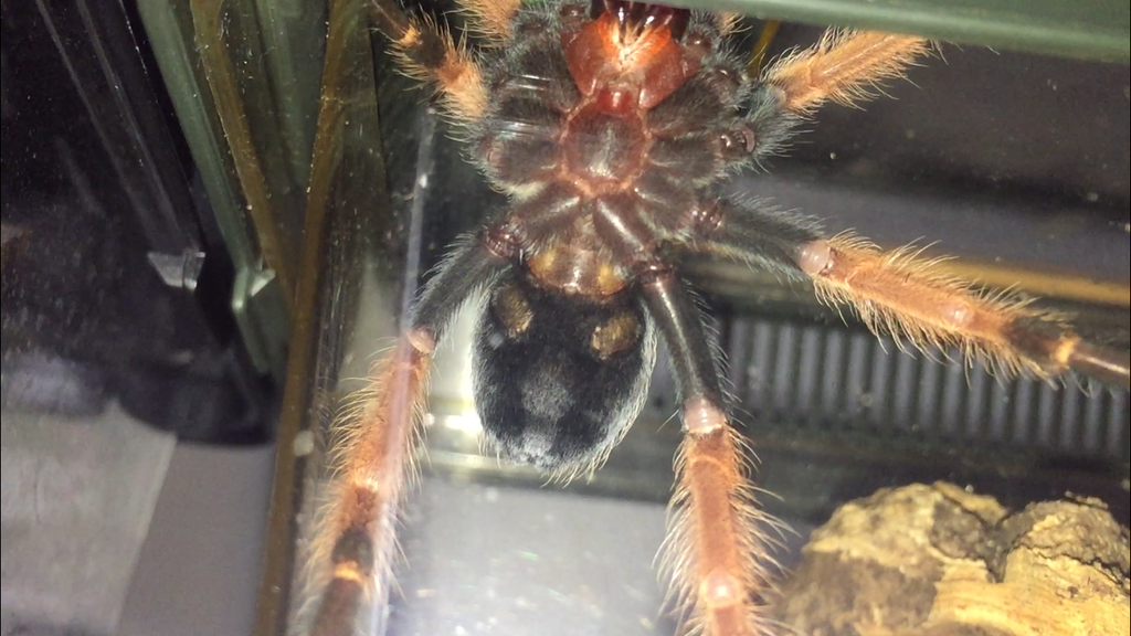 B. boehmei