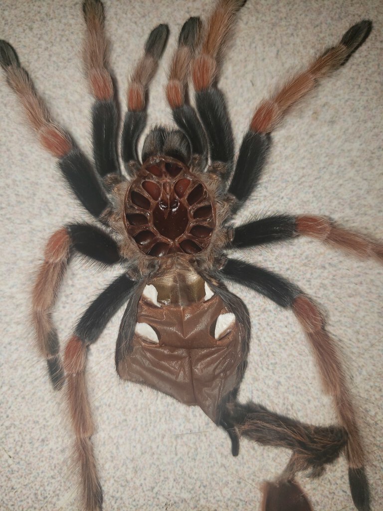 B. Boehmei