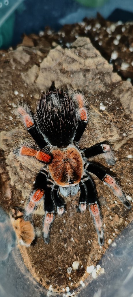 B. boehmei