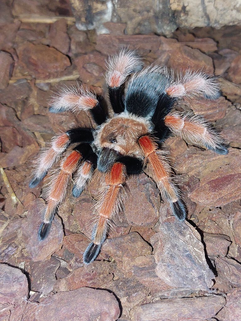 B boehmi juv. female