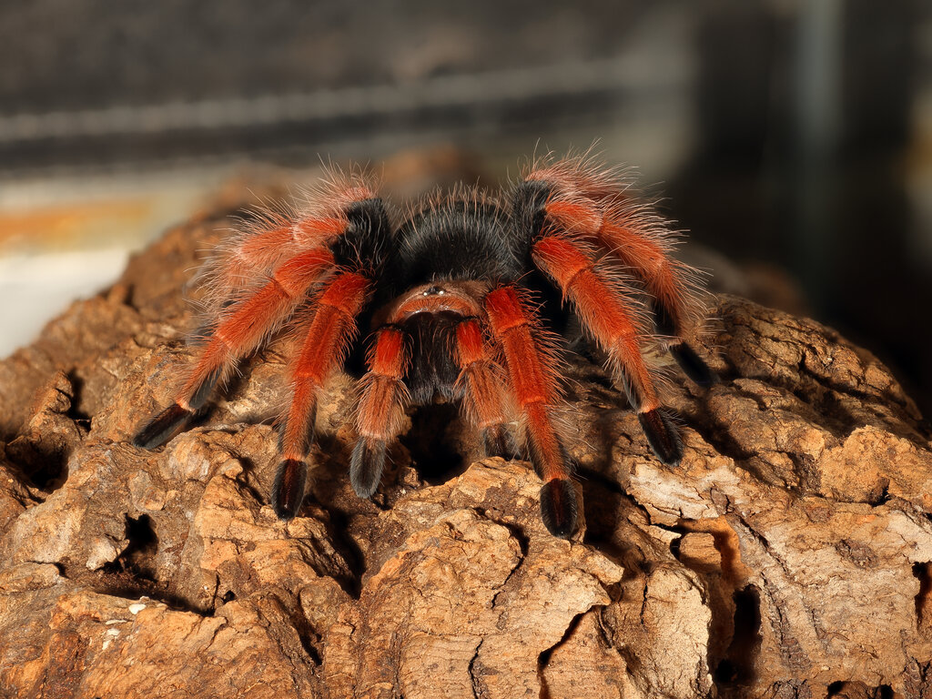 B. boehmi juv.female