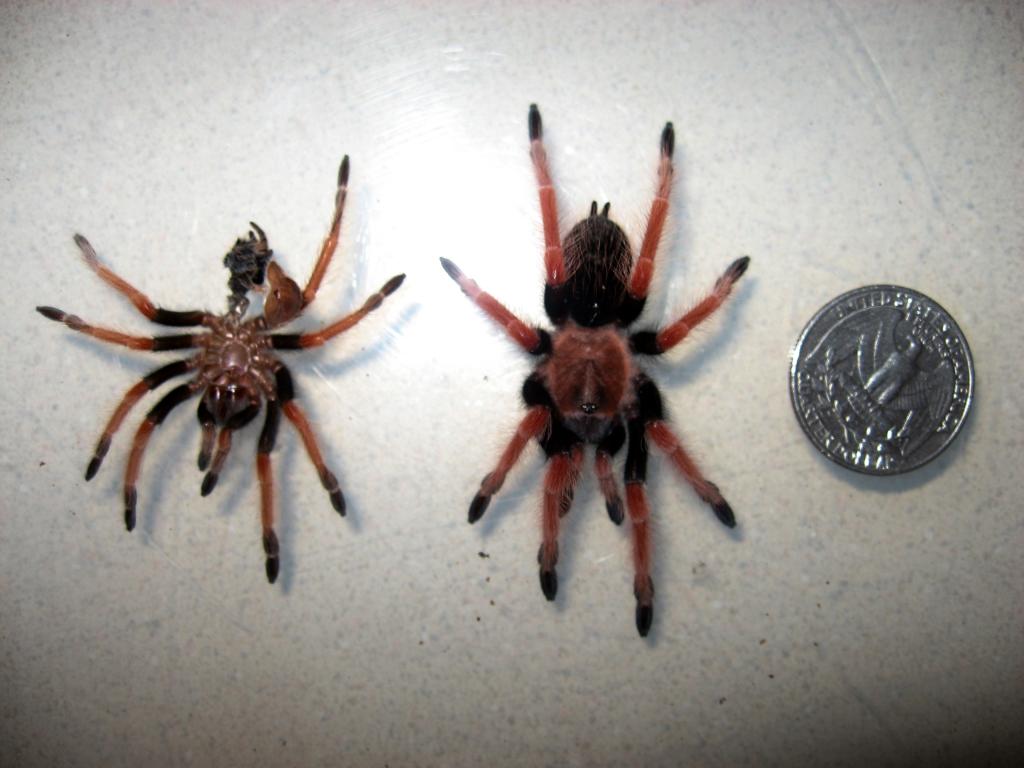 B. Boehmi Molt Comparison