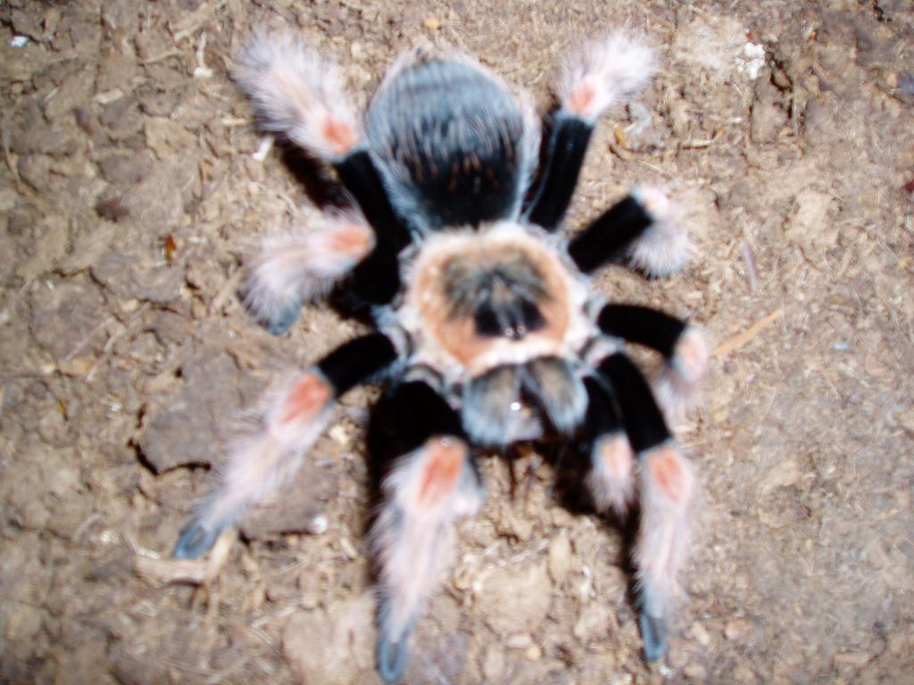 B. Boehmi