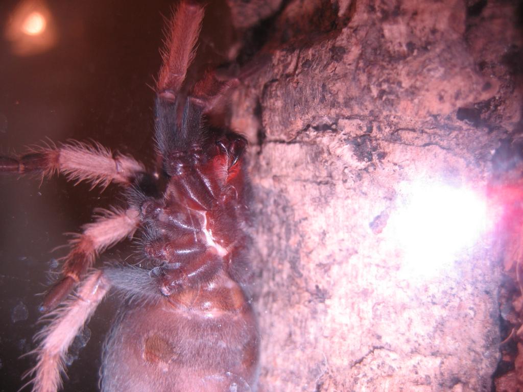 B. Boehmi