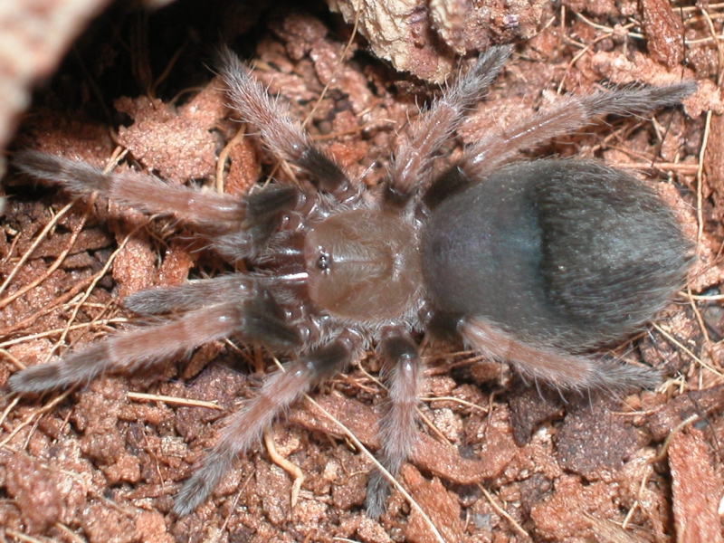 B. Bohemi sling