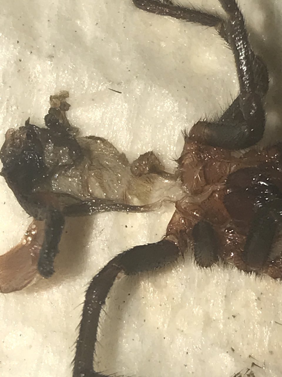 B. cabocla mangled molt [1/3]