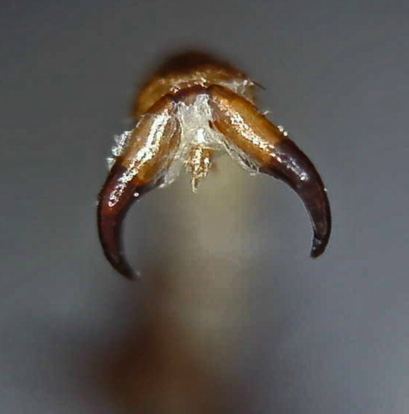 B. dubia tarsal claw