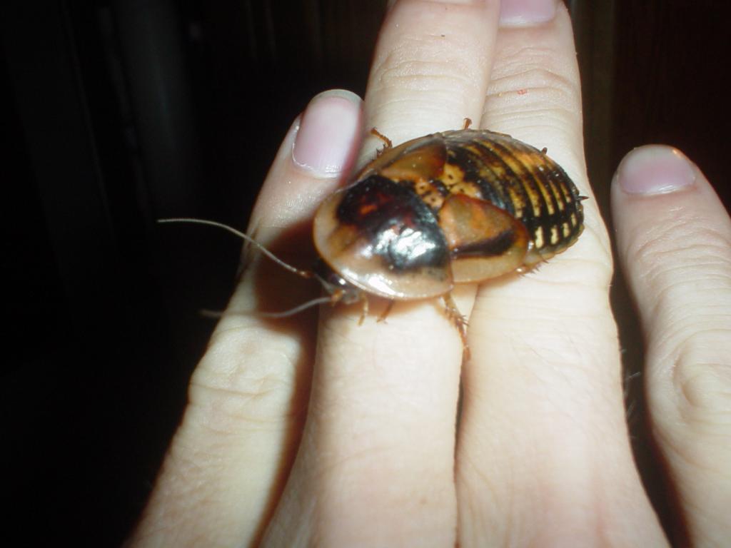 B. Dubia