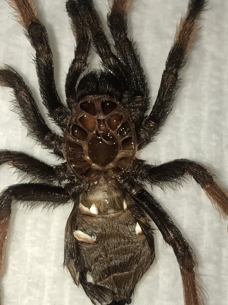 B. emilia — male?