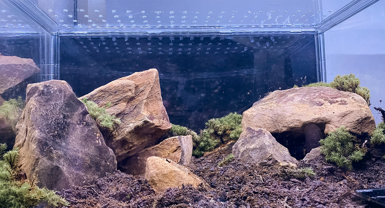 B. emilia enclosure