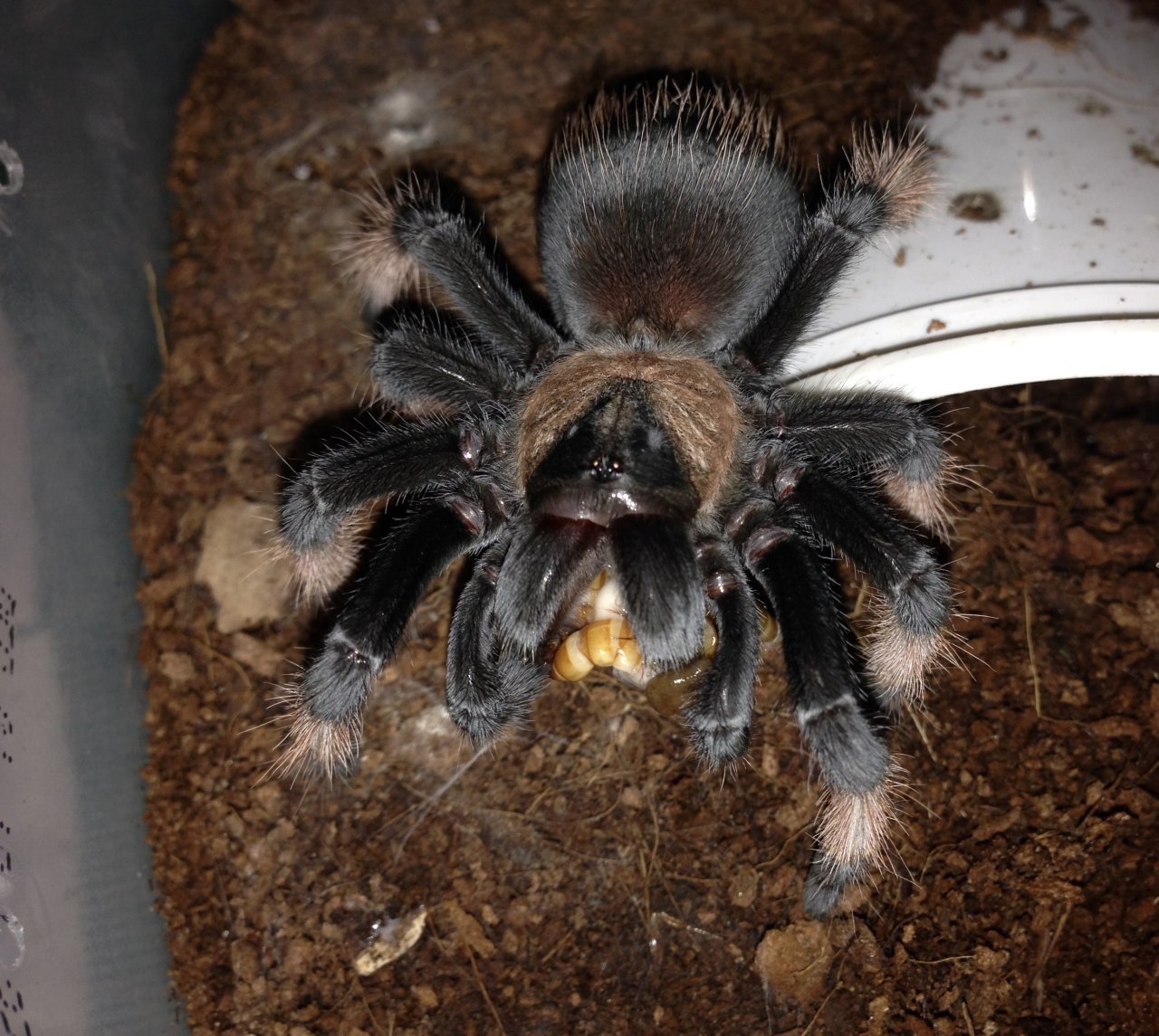 B. emilia Feeding Mealworms