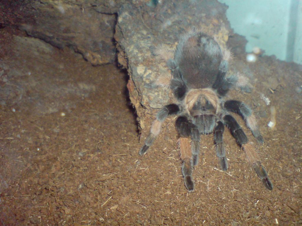 B. emilia female 4"