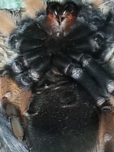 B. Emilia female?