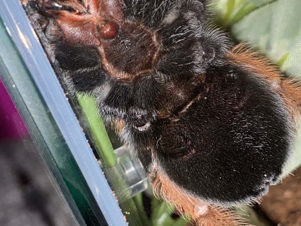 B. emilia female??