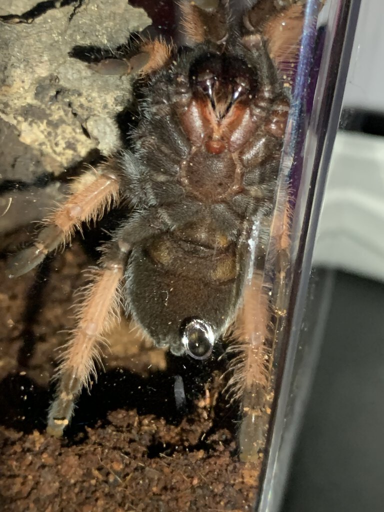 B. Emilia male or female?