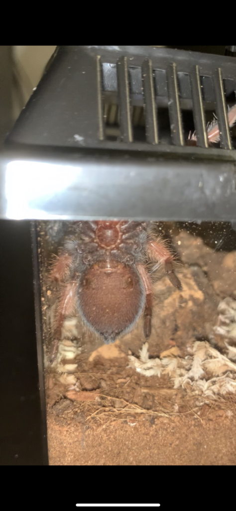 B. Emilia sexing