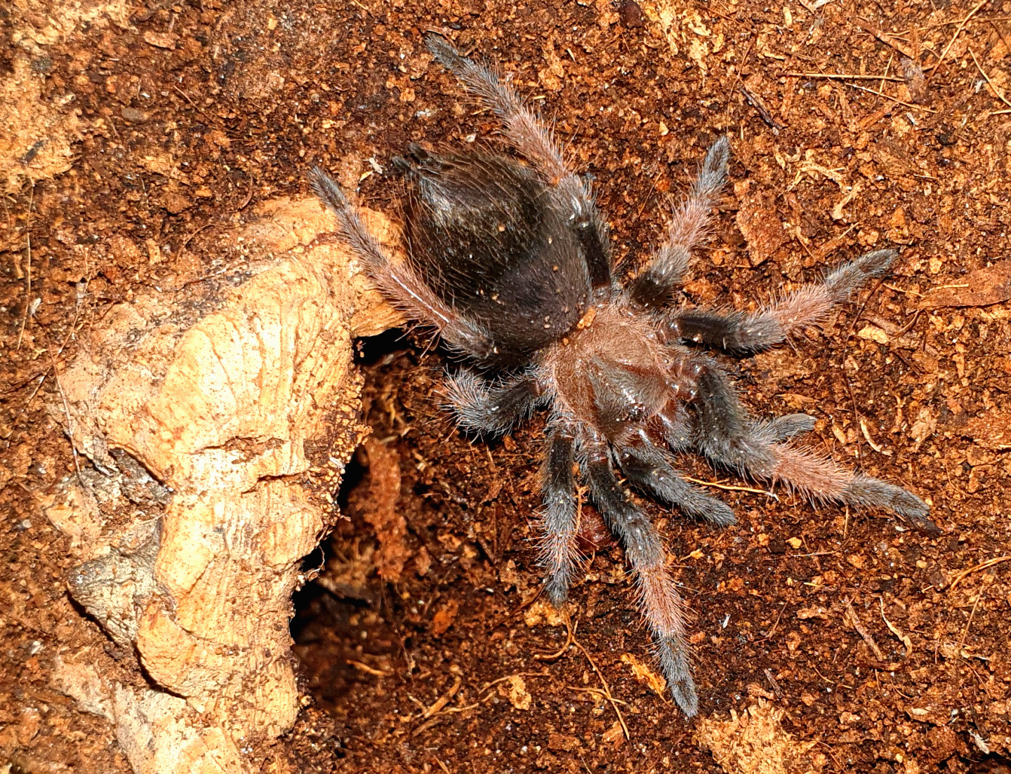 B. emilia sling