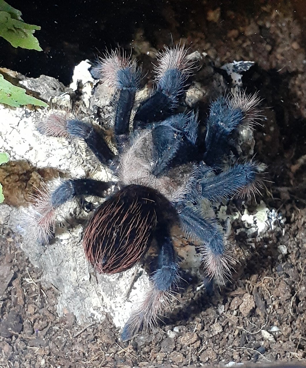 B. emilia youngster post molt