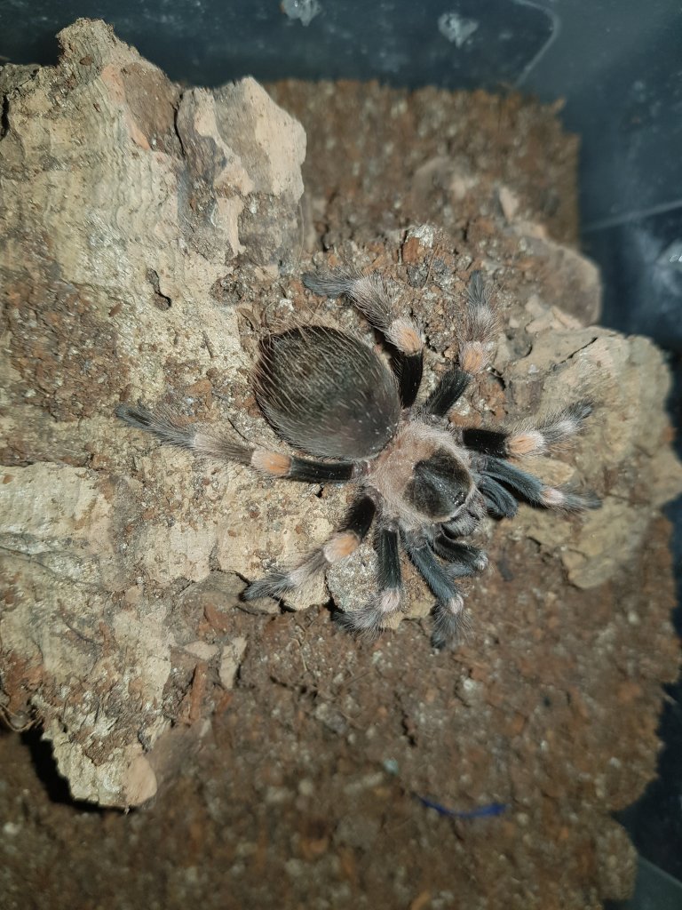 B. hamorii 0.1