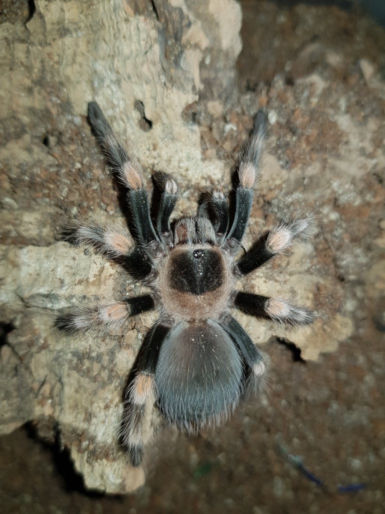 B. hamorii 0.1.