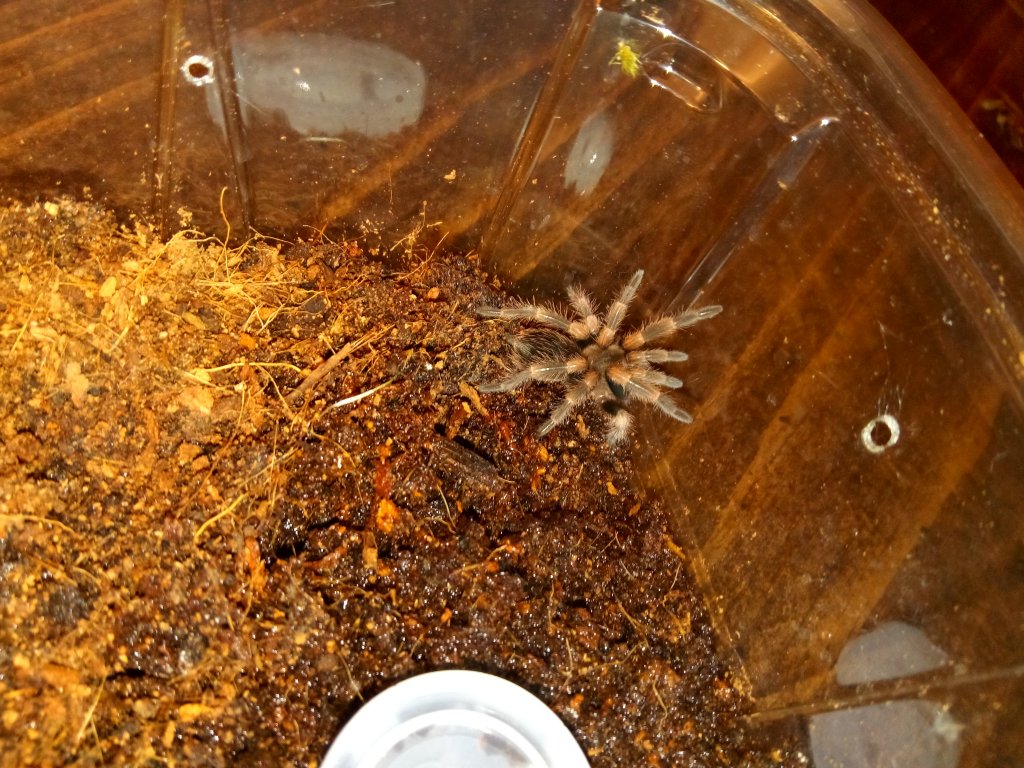 B. Hamorii getting spoopy with a fresh new molt!