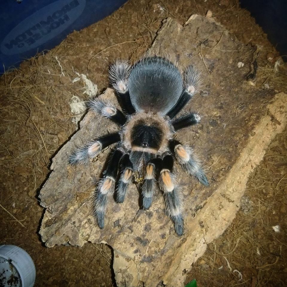 B.Hamorii juvenile