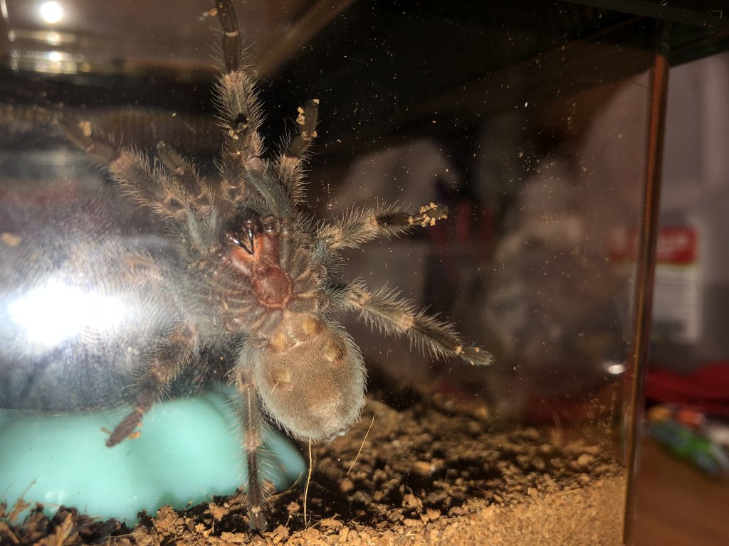 B. Hamorii male or female??