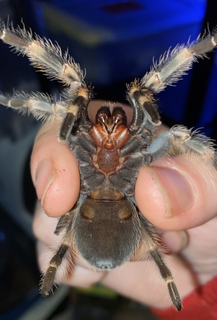 B. hamorii Male or Female?