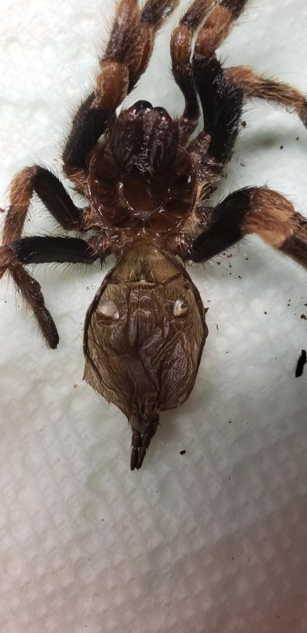 B. hamorii male??