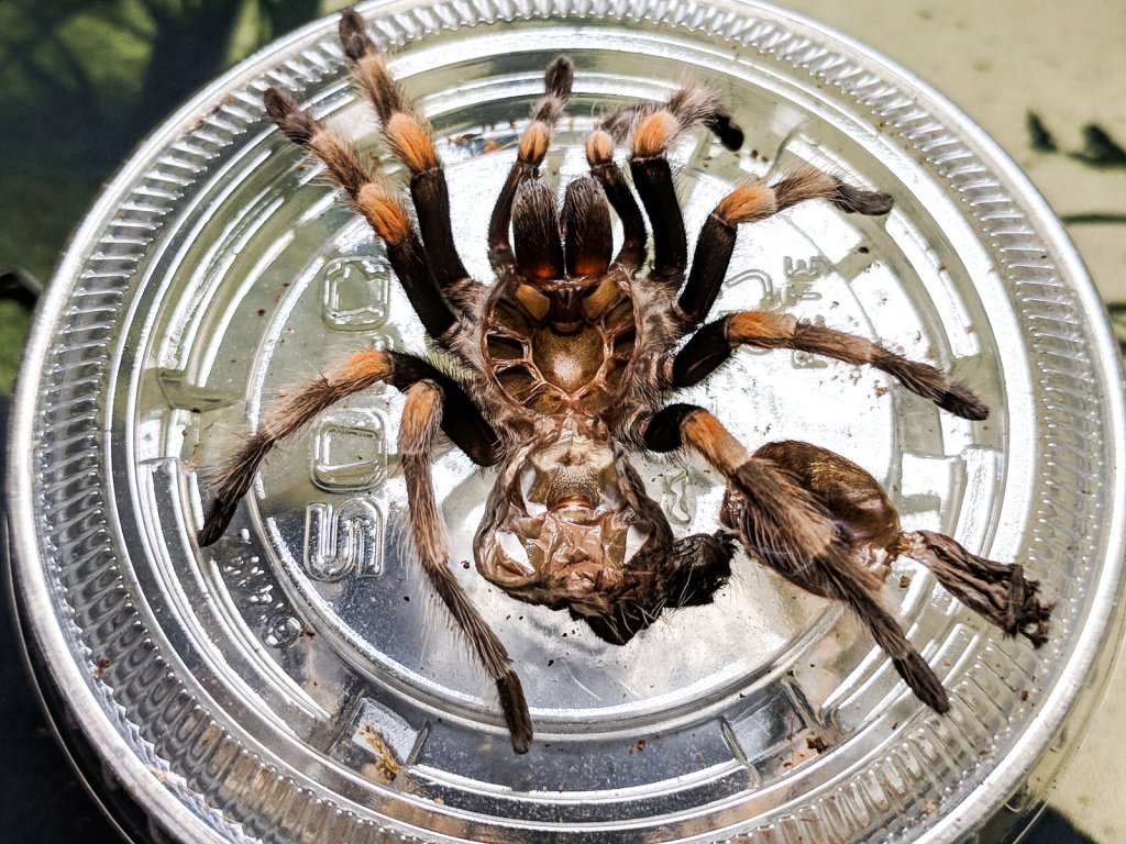 B Hamorii Molt