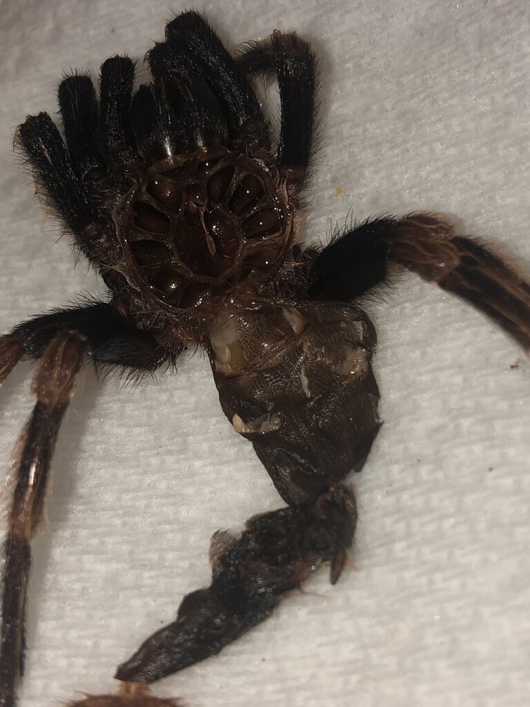 B. hamorii molt