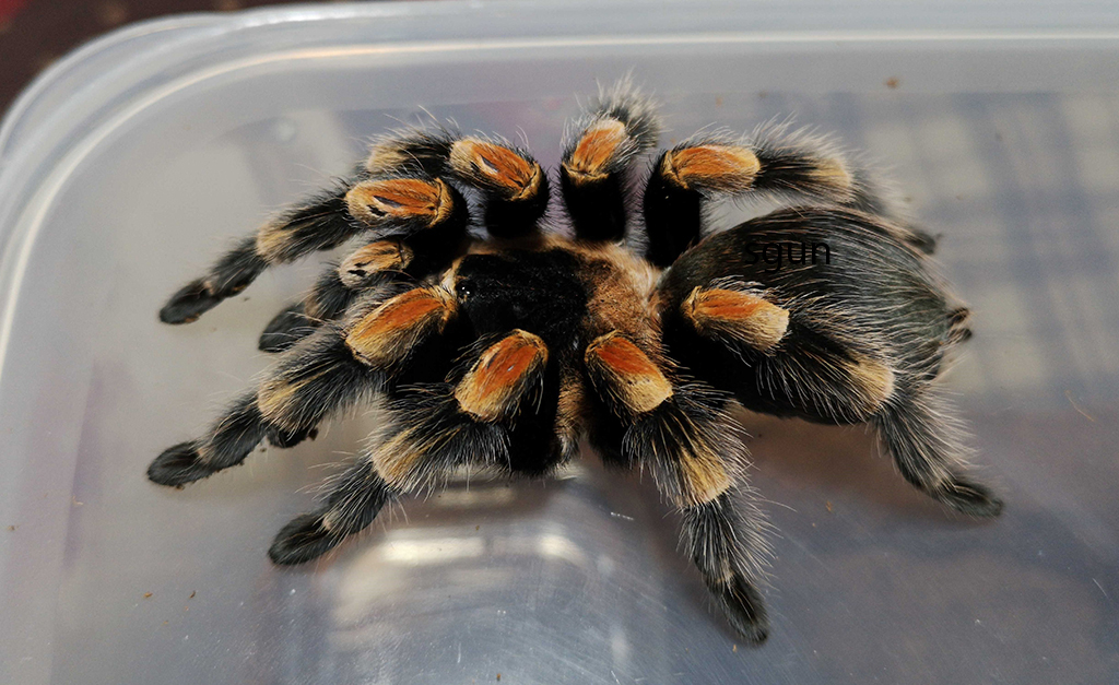 B.hamorii or B.smithi ?