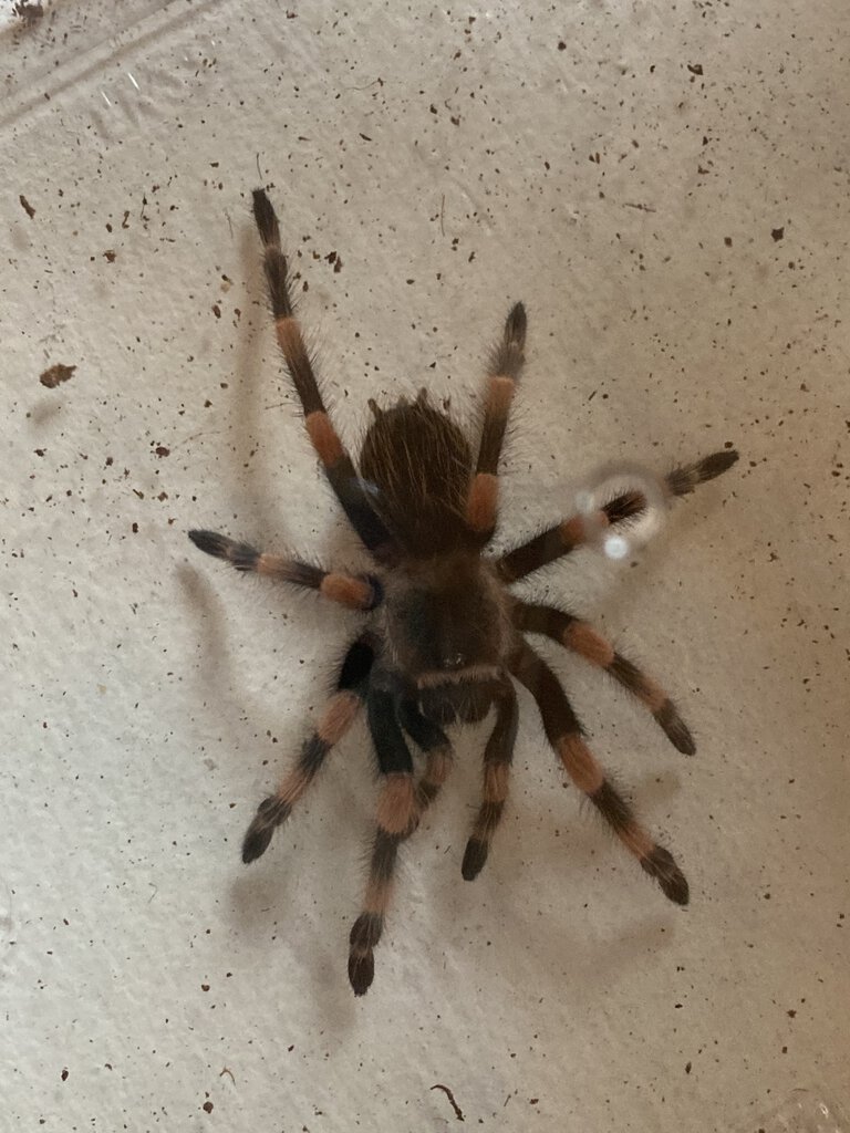 b.hamorii or b.smithi?