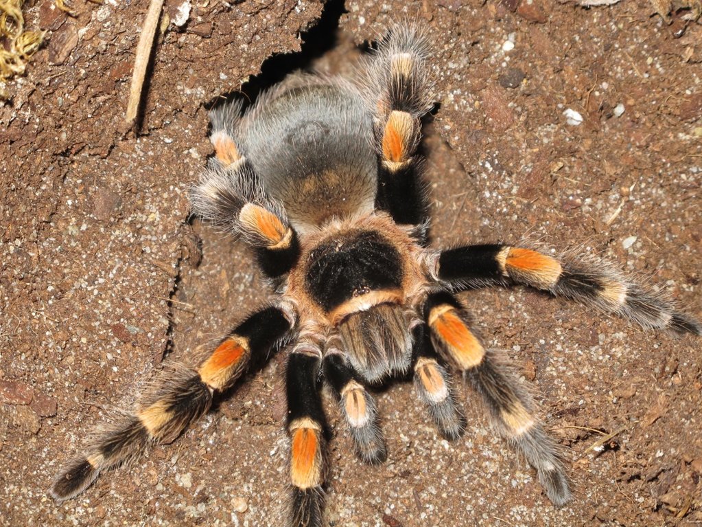 B. Hamorii Or Smithi