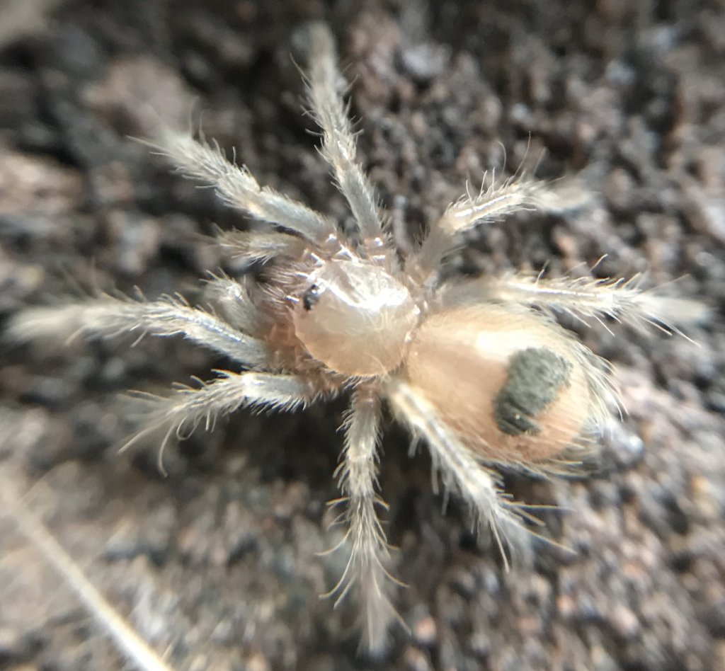 B hamorii sling (2)- July 2018.