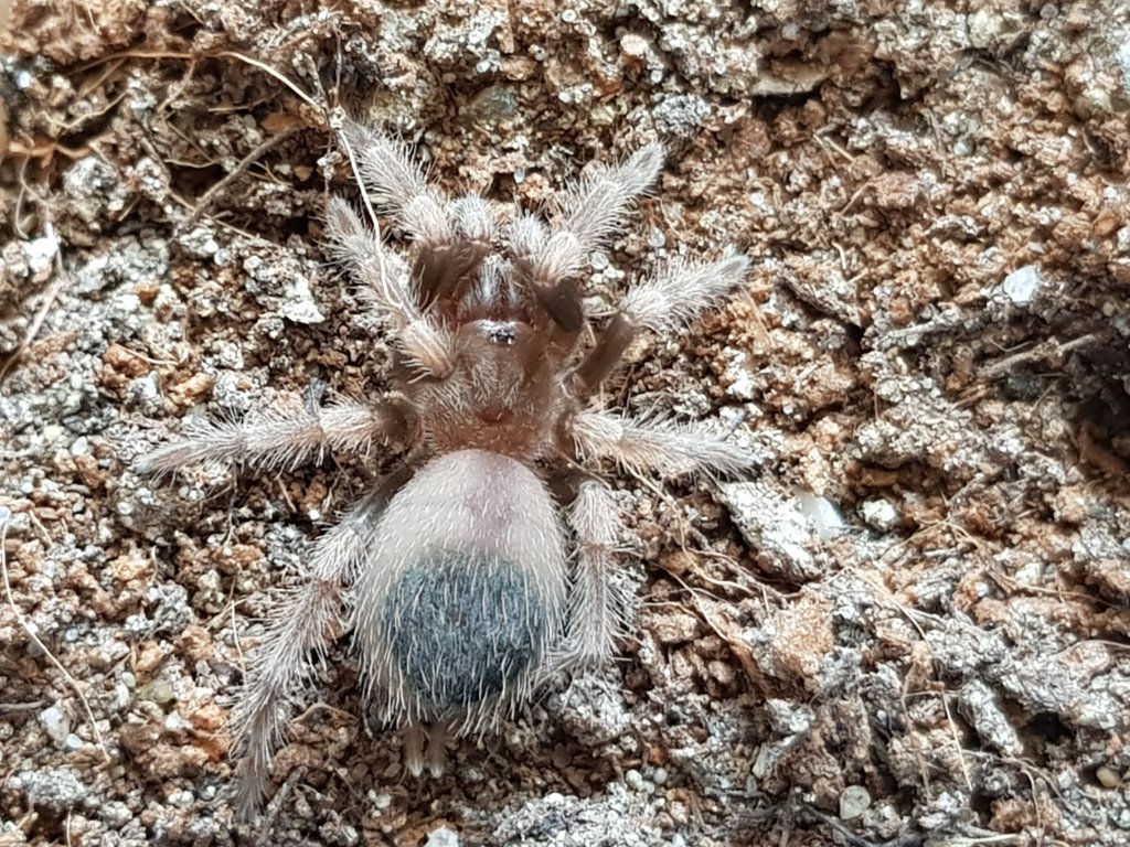 B. hamorii sling