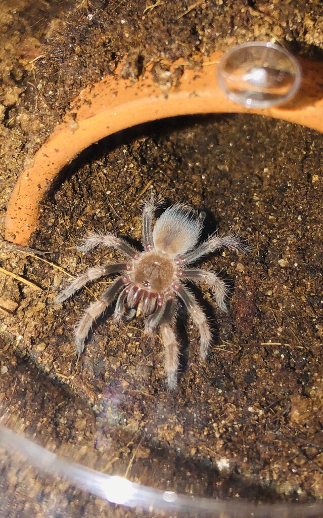 B. hamorii sling