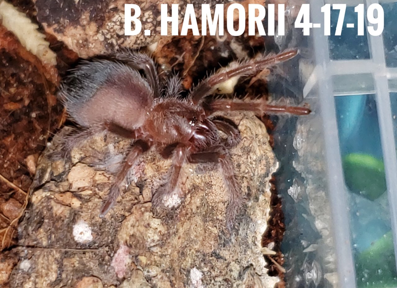 B. Hamorii slowest grower of 90 ts