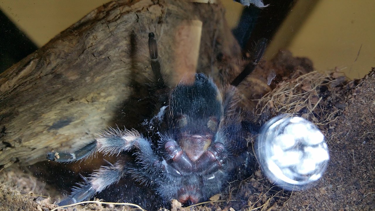 B. hamorii (smithi) 3"+