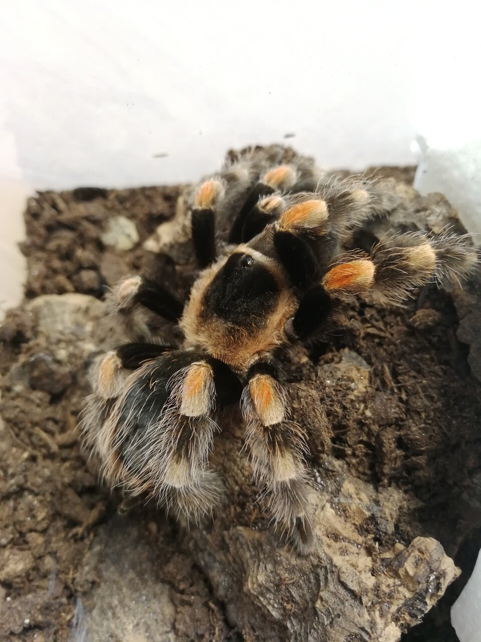 B. Hamorii ? Specimen 2 | Arachnoboards