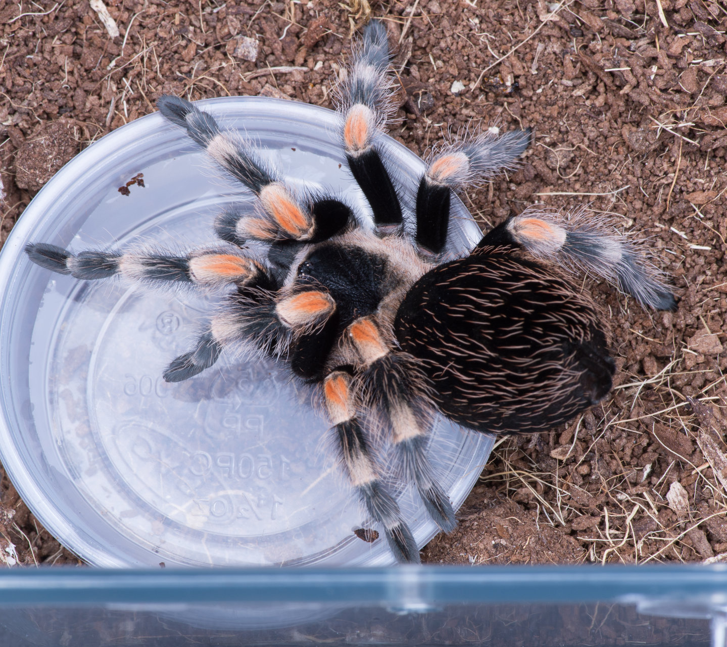 B. hamorii staying hydrated