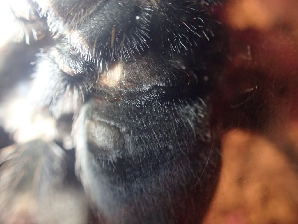 B. hamorii
