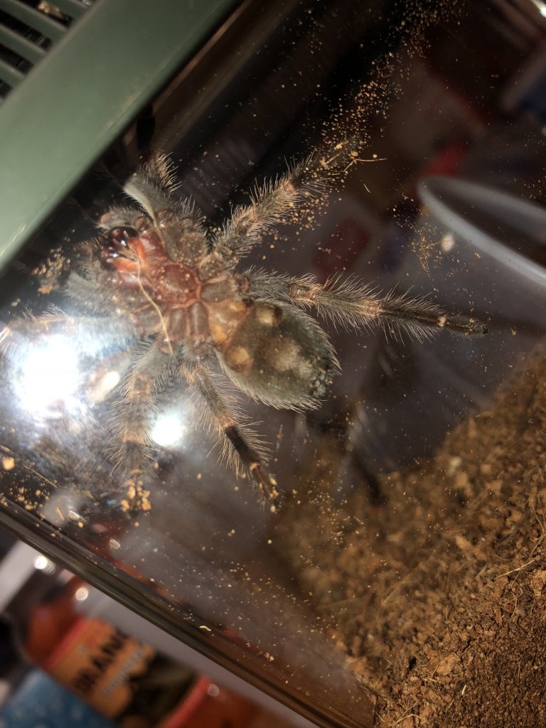 B. Hamorii