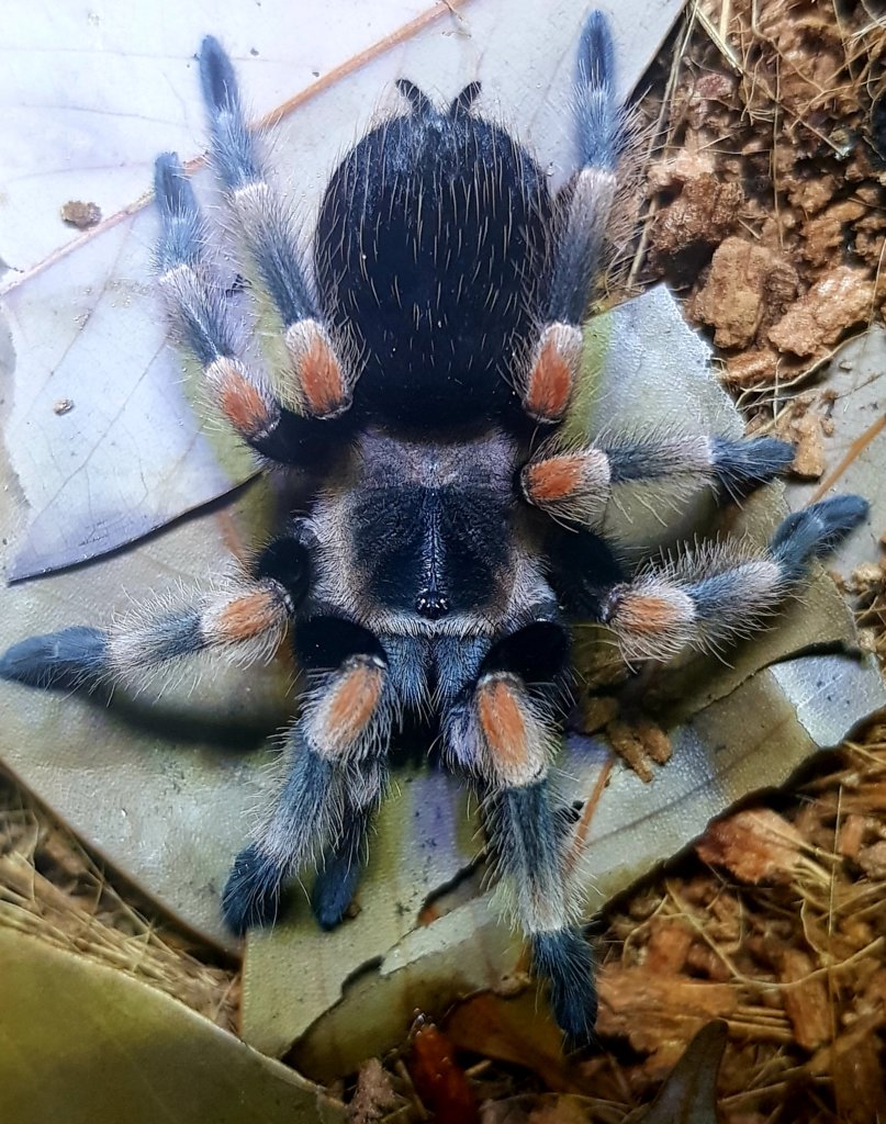 B. Hamorii