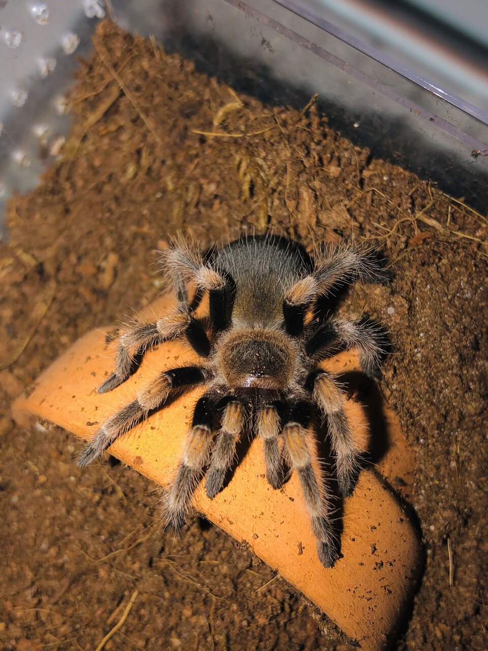 B. hamorii